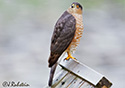 Accipiter cooperii